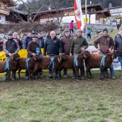 Gruppensieger Vereinsausstellung Braunes Bergschaf Tirol 2020 (23)